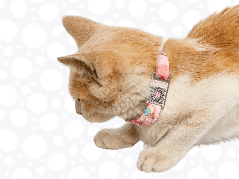 ¿Cómo usar tu collar?